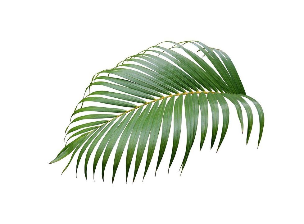 Cerenia palm in the capsules of zxcvbnmqwert